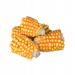 Kolby kukurydzy, 300 g - Producent: Trixie | Przysmak dla gryzoni i królików | Źródło witamin i składników mineralnych | Opakowanie 300g